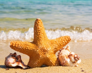 animal-beach-coast-414105crop